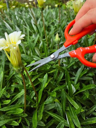 CHIKAMASA B-500SF Stainless Steel Fluorine Treated Grape Care Shears in Kuwait