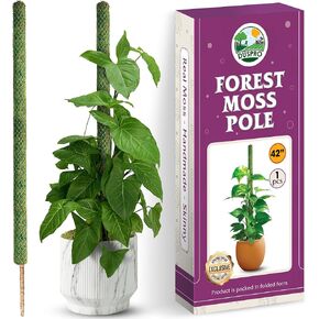DUSPRO 2 حزمة 25 بوصة القطب الطحلب الحقيقي لحصص النبات Monstera قابلة للانحناء، عصا طحالب الغابات الرفيعة المصنوعة يدويًا من Sphagnum، دعم النباتات بوعاء / الطوطم مثالي لنباتات التسلق الصغيرة والمتوسطة في الأماكن المغلقة in Kuwait