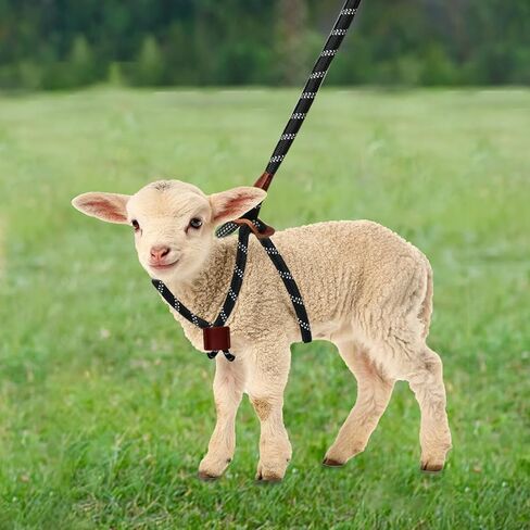 Goat Harness & Leash, Adjustable Step-in Sheep Harness, Goat Accessories, Livestock Halter Supplies for Goats and Sheep (Large) in Saudi Arabia