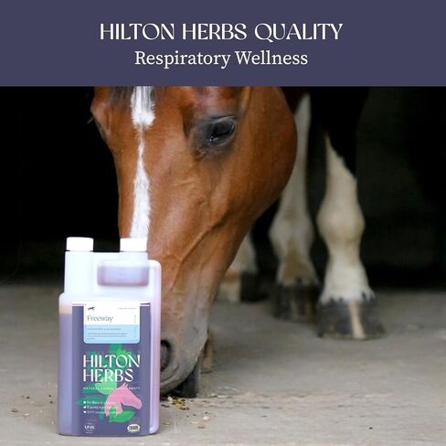 Hilton Herbs Freeway Gold 500ml – Liquid Equine Respiratory Support Supplement – Herbal Immune Support for Horse Lung Health & Clear Airways in Saudi Arabia