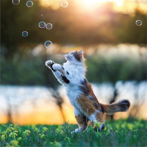 Purrin’ Good Bubbles, لعبة القطط، 9.5 أونصة سائلة من محلول الفقاعات المملوء بالنعناع البري النباتي الطبيعي in Kuwait