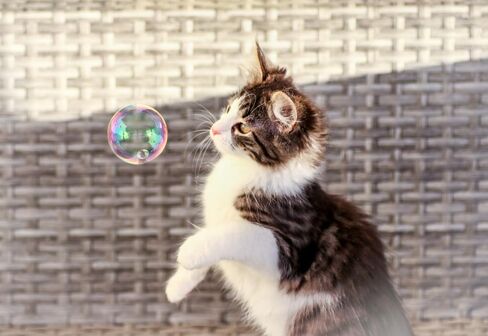 Purrin’ Good Bubbles, لعبة القطط، 9.5 أونصة سائلة من محلول الفقاعات المملوء بالنعناع البري النباتي الطبيعي in Kuwait