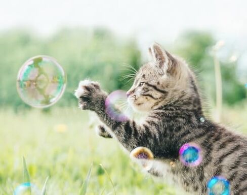 Purrin’ Good Bubbles, لعبة القطط، 9.5 أونصة سائلة من محلول الفقاعات المملوء بالنعناع البري النباتي الطبيعي in Kuwait
