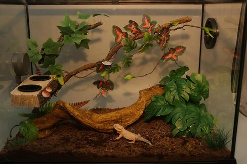 AQUA KT Reptile Bent Climber Terrarium Branch for Lizard Snake Climbing in Saudi Arabia