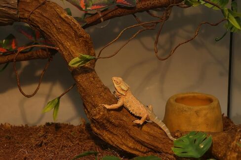 AQUA KT Reptile Bent Climber Terrarium Branch for Lizard Snake Climbing in Saudi Arabia