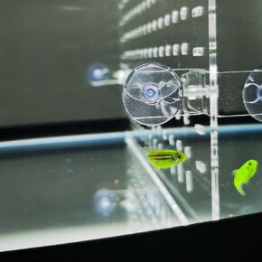 Aquarium Divider Clear 10 Gallon/20-Gallon (EH) Fish Tank Divider with Suction Cups Accessories in Kuwait