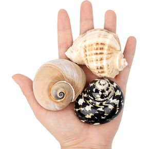 QICQDRAM 3PCS Hermit Crab Shells 2.9~3.3'' Large Seashells 1.2~2'' Opening in Saudi Arabia
