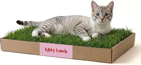 Kitty Lawn Real Grass Cat Lounger & Bed - Natural Grass Pad for Cats 24x16 in Saudi Arabia