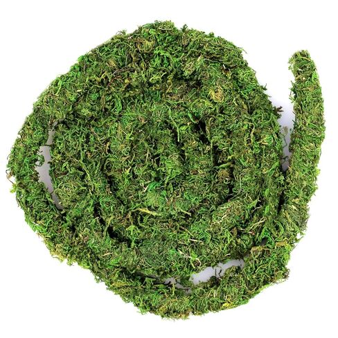 Galápagos (05266) MossVine, Real Moss Vine, 12FT, Green in Kuwait
