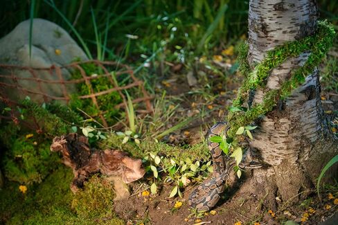Galápagos (05266) MossVine, Real Moss Vine, 12FT, Green in Kuwait