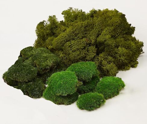 Preserved Pole Moss Pillow Bun Cushion Natural Green Decorative Real Natural Green DIY Kit Terrariums Gardenning Art Wall Decor Florist Decor Easter Table Wedding(1.5 sq.ft, Green-B) in Kuwait