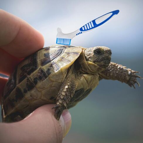 2Pcs Turtle Cleaning Brush Mini Double-Sided Cleaning Brush Tortoise Accessories for Turtle Shell Fish Tank in Kuwait