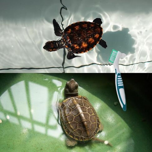 2Pcs Turtle Cleaning Brush Mini Double-Sided Cleaning Brush Tortoise Accessories for Turtle Shell Fish Tank in Kuwait