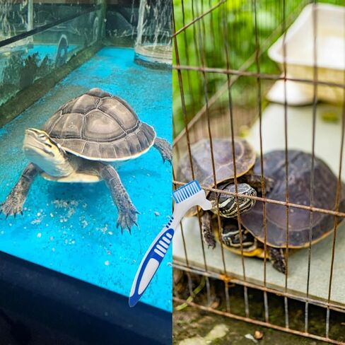 2Pcs Turtle Cleaning Brush Mini Double-Sided Cleaning Brush Tortoise Accessories for Turtle Shell Fish Tank in Kuwait