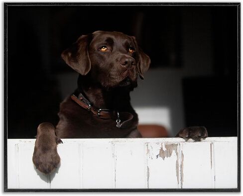 Stupell Industries Labrador Dog Overlooking Farm Leaning Barn Door Framed Wall Art, Design By James Dobson in Kuwait