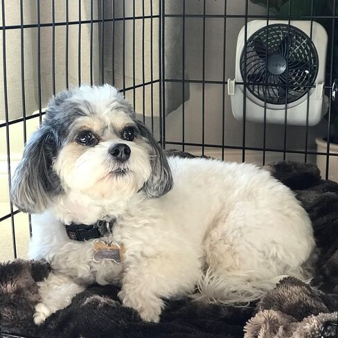 Treva 5-inch Pet Crate Fan for Cooling Dogs and Other Pets. 2 Cooling Speeds, Battery Powered in Saudi Arabia
