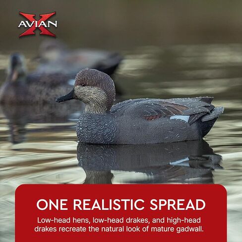 Avian-X Topflight Gadwall أفخاخ صيد البط العائمة المتينة والواقعية للغاية، عبوة من 6 قطع، AVX8085 in Kuwait