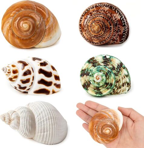 5PCS Hermit Crab Shells Medium to Large 2.8"-4" Shells, Opening 1.5"-2.5" in Kuwait