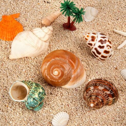 5PCS Hermit Crab Shells Medium to Large 2.8"-4" Shells, Opening 1.5"-2.5" in Kuwait