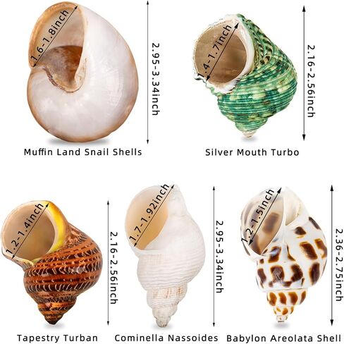 5PCS Hermit Crab Shells Medium to Large 2.8"-4" Shells, Opening 1.5"-2.5" in Kuwait