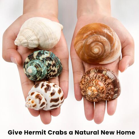 5PCS Hermit Crab Shells Medium to Large 2.8"-4" Shells, Opening 1.5"-2.5" in Kuwait