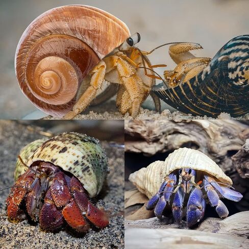 5PCS Hermit Crab Shells Medium to Large 2.8"-4" Shells, Opening 1.5"-2.5" in Kuwait