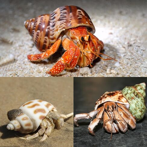 5PCS Hermit Crab Shells Medium to Large 2.8"-4" Shells, Opening 1.5"-2.5" in Kuwait