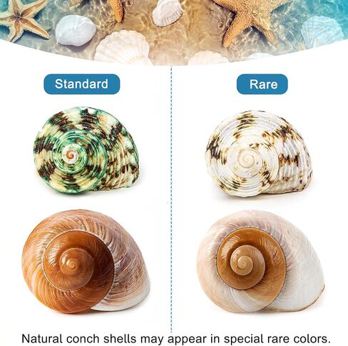 5PCS Hermit Crab Shells Medium to Large 2.8"-4" Shells, Opening 1.5"-2.5" in Kuwait