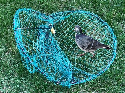 Alemon 12“ Bird, Pigeon, Quail Humane Live Trap Hunting Bird Trap, with Trap Installation Instruction( 2022 New Version) in Kuwait