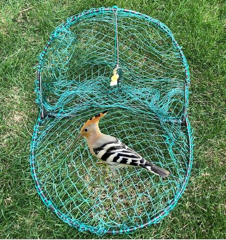Alemon 12“ Bird, Pigeon, Quail Humane Live Trap Hunting Bird Trap, with Trap Installation Instruction( 2022 New Version) in Kuwait