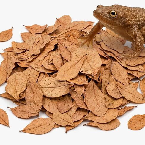 JOR 60 Pack Water Conditioner Leaves for Freshwater Betta & Shrimp Aquarium, Fin Rot Treatment Mini 2" Long Indian Almond Leaves, Leaf Lowers Tank's pH, Helps in Successful Breeding, Aquarium Décor in Kuwait