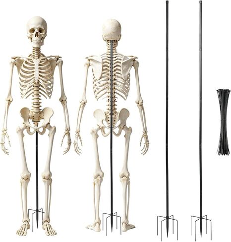 2 Sets Metal Skeleton Stand for 6ft Halloween Standing Skeleton, Black , Only Metal Stand Included, Skeleton Not Include, for Skeletons Halloween Decor Accessories, Skeleton Support Holder in Saudi Arabia