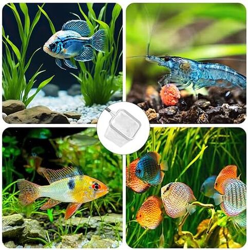 2-Pack 3-Inch Aquarium Net – Small Fish Tank Tool for Shrimp & Bettas in Kuwait