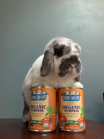 Nummy Tum Tum Pure Pumpkin For Pets, 15 Ounce (Pack of 12) in Kuwait