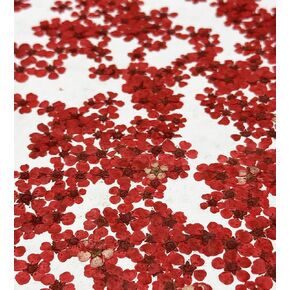 25pcs White Narcissus Dried Pressed Flowers Real Natural Dry Flowers for Epoxy Resin Molds Candle Nail Art Scrapbooking DIY in Saudi Arabia