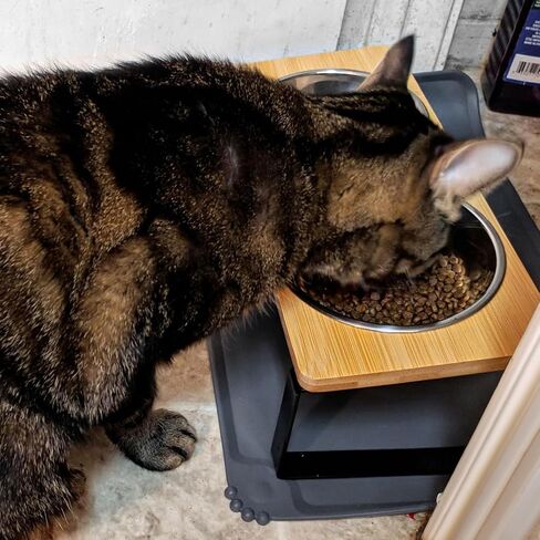 Elevated Whisker Friendly Cat Bowls, 15 Tilted Stand Anti Vomiting Raised Dishes for Food and Water, Stainless Steel Bowls for Cats and Puppy in Kuwait