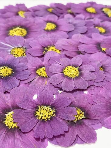 15pcs Purple Galsang Flower Dried Pressed Real Natural Dry Flowers for Epoxy Resin Molds Candle Nail Art Scrapbooking DIY in Saudi Arabia