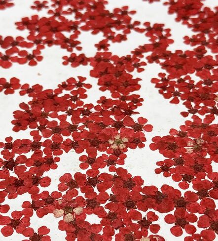 25pcs White Narcissus Dried Pressed Flowers Real Natural Dry Flowers for Epoxy Resin Molds Candle Nail Art Scrapbooking DIY in Saudi Arabia