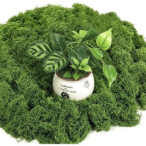 10.6OZ Fake Green Moss for Planters Outdoor Indoor Decorating in Kuwait