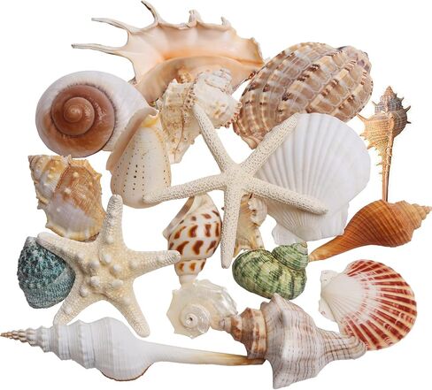 JQAQJU Sea Shells, 20 Kinds Mixed Beach Seashells for Crafts, Shells Decor in Saudi Arabia