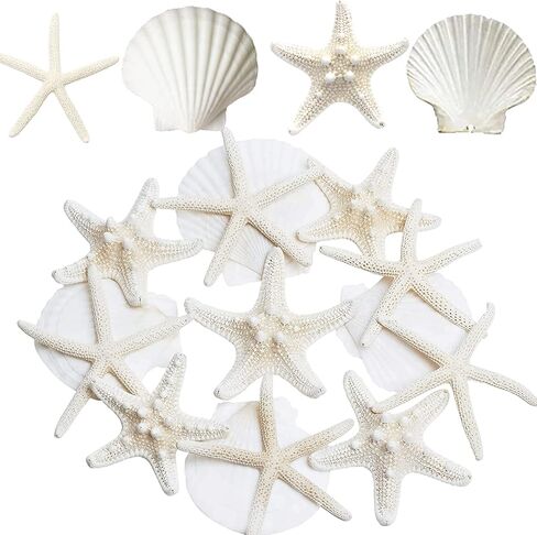 JQAQJU 12PCS Large Starfish and Scallop Shells for Crafts 3-4Inch Seashells in Saudi Arabia