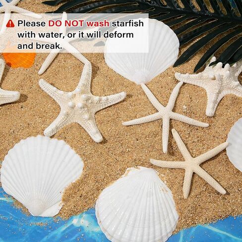 JQAQJU 12PCS Large Starfish and Scallop Shells for Crafts 3-4Inch Seashells in Saudi Arabia