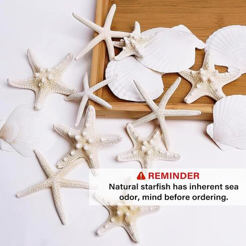 JQAQJU 12PCS Large Starfish and Scallop Shells for Crafts 3-4Inch Seashells in Saudi Arabia