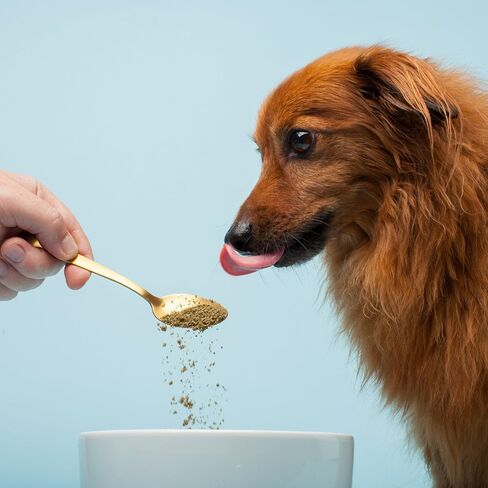 The Missing Link Pet Kelp Dog Probiotic Organic Supplement Powder, 8 oz in Kuwait