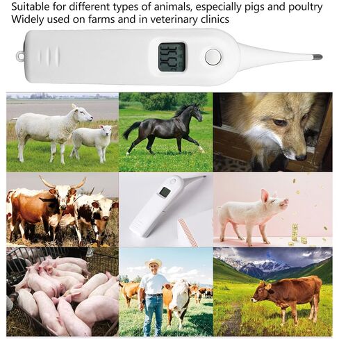 High Accuracy Electronic Pet Thermometer for Livestock in Kuwait