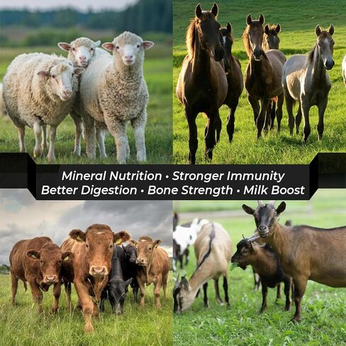 Himalayan Pink Salt Licks for Animals – Natural Salt Block with Rope for Horses, Cows, Deer & More – No Harmful Elements - Approximately 9 lbs (Pack of 2) in Kuwait