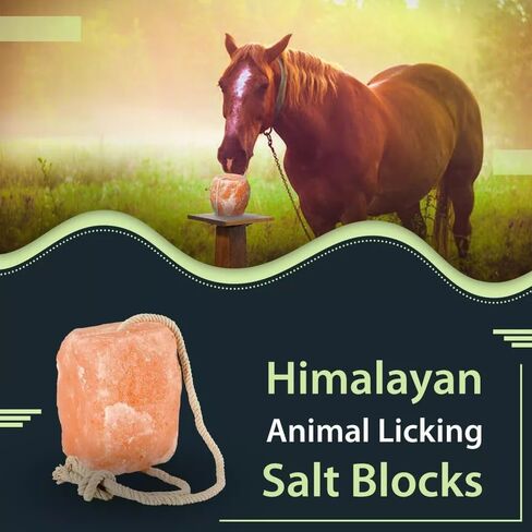 Premium Himalayan Horse Salt Lick 4 Pack 5-6 lbs Each Treat Block | Equine Mineral Salt Block with 36" Rope | Treats for Horses, Deer, Goats & Livestock in Kuwait