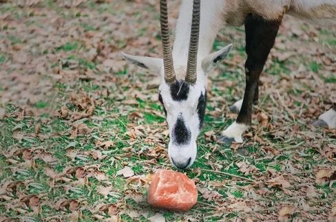 Premium Himalayan Horse Salt Lick 4 Pack 5-6 lbs Each Treat Block | Equine Mineral Salt Block with 36" Rope | Treats for Horses, Deer, Goats & Livestock in Kuwait