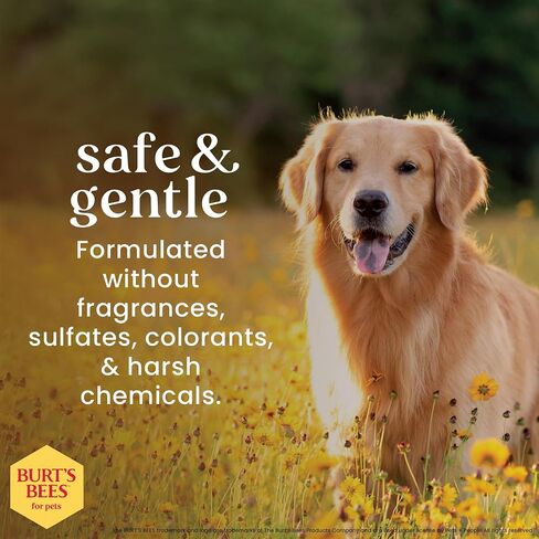 Burt's Bees for Pets Dog Tear Stain Removing Powder, 4 Oz in Saudi Arabia