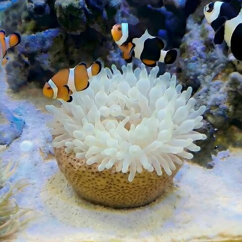 Anemone Nest, Saltwater Aquarium Accessories, Anemone Ideal Habitat, Nipple Nest for Aquarium Aquascaping (Flat Mouth 2.75 in) (Medium, Beveled) in Saudi Arabia
